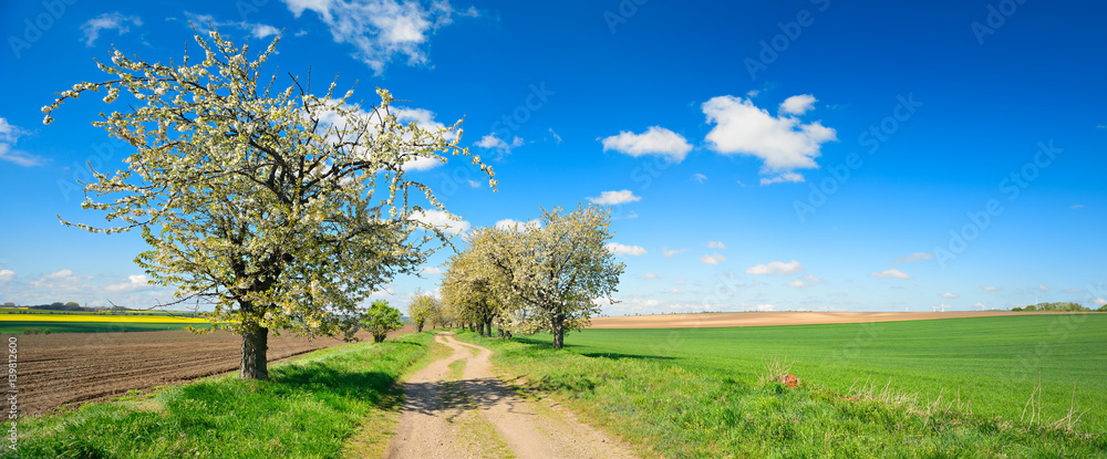 Kirschbäume in voller Blüte, Feldweg durch Felder im Frühling Kirschbäume in voller Blüte, Feldweg durch Felder im Frühling