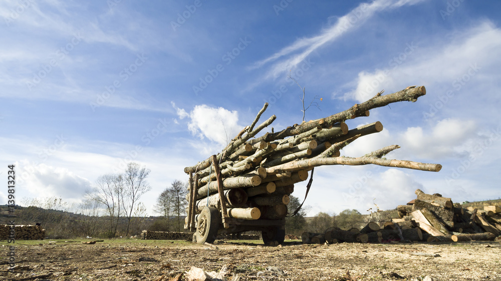 Obraz premium Natural wooden background, Firewood stacked and prepared for transportation, illegal deforestation