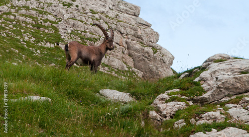 Beautifil wild european mountain goat