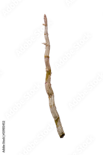 isolated dendrobium branch on white