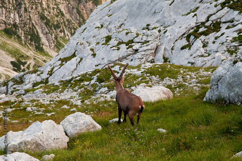 Beautifil wild european mountain goat