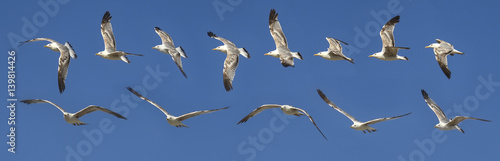 Seagull flying sequence against blue sky