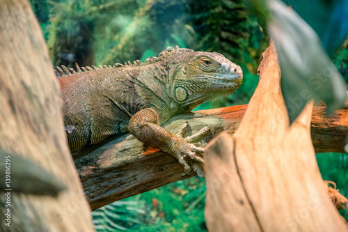     yellow iguana close-up in the terrarium 