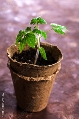 Young seedlings tomato