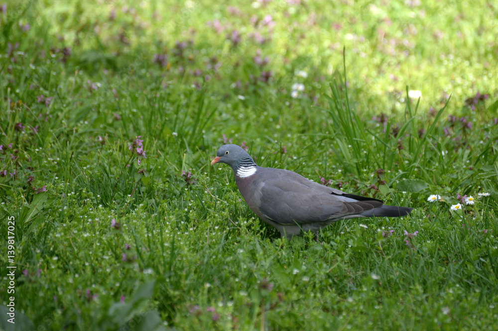 Common Wood Pigeon in the grass in spring Common Wood Pigeon in the grass in spring