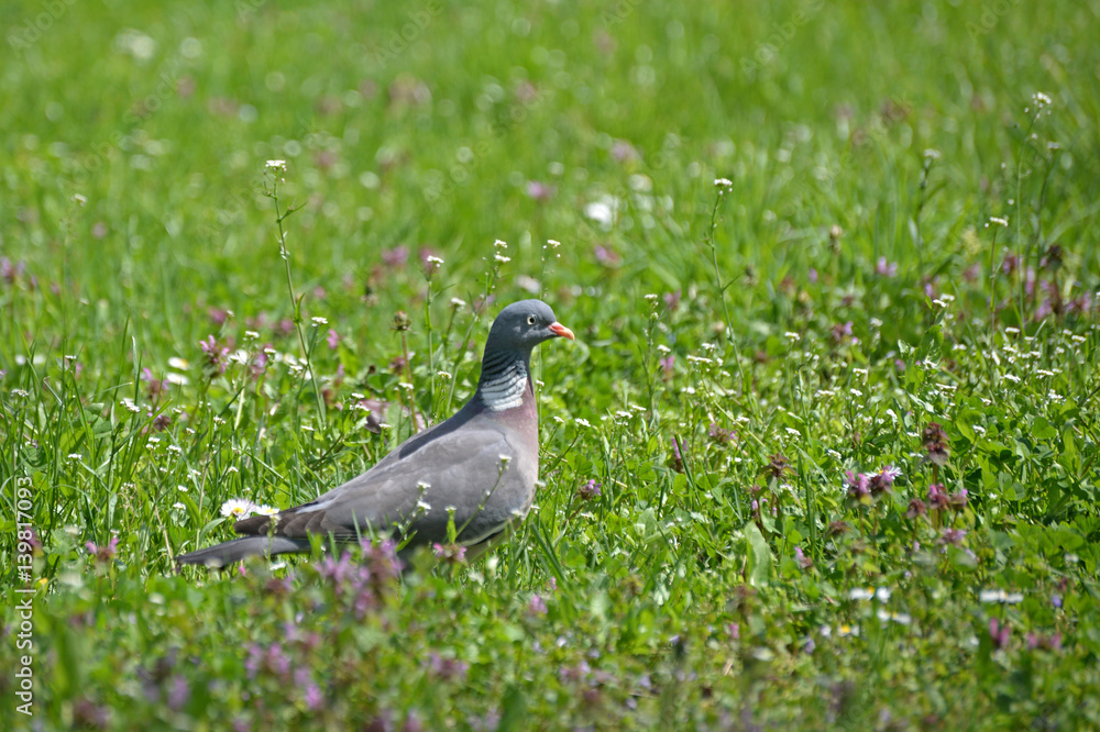 Common Wood Pigeon in the grass in spring Common Wood Pigeon in the grass in spring