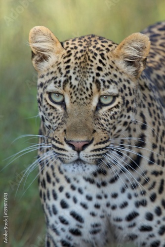 Leopard im Krüger Nationalpark in Südafrika © Heinz