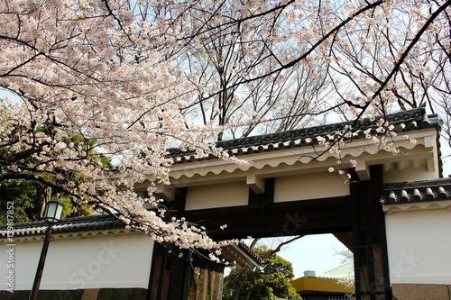 Photography la saison de cerisiers à Tokyo, Japon