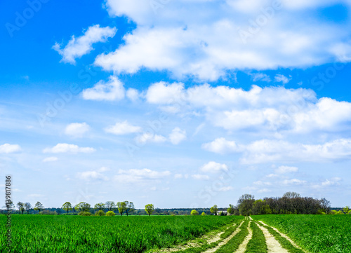 Feldweg, Waldweg zum Horizont