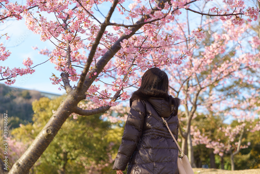 Obraz premium 椿寒桜を見上げる女性 明石海峡公園