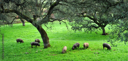Cerdos ibéricos de pata negra, Sierra de Huelva, España photo