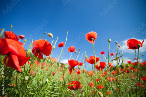 Poppy in the field with blue sky