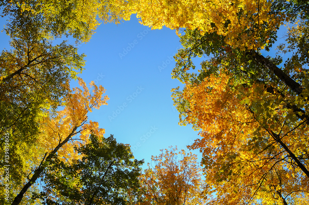 Naklejka premium Fall Foliage