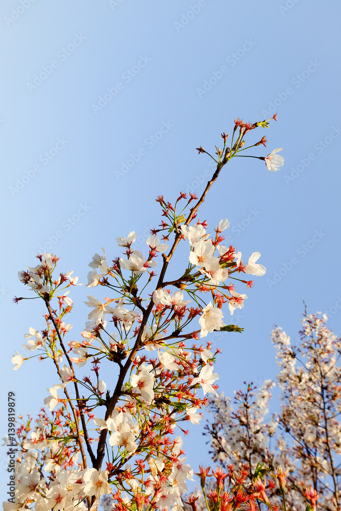 beautiful white Cherry blossom flowers tree branch in garden with nice clear blue sky. natural spring season festival background. retro vintage hipster color. beautiful white Cherry blossom flowers tree branch in garden with nice clear blue sky. natural spring season festival background. retro vintage hipster color.