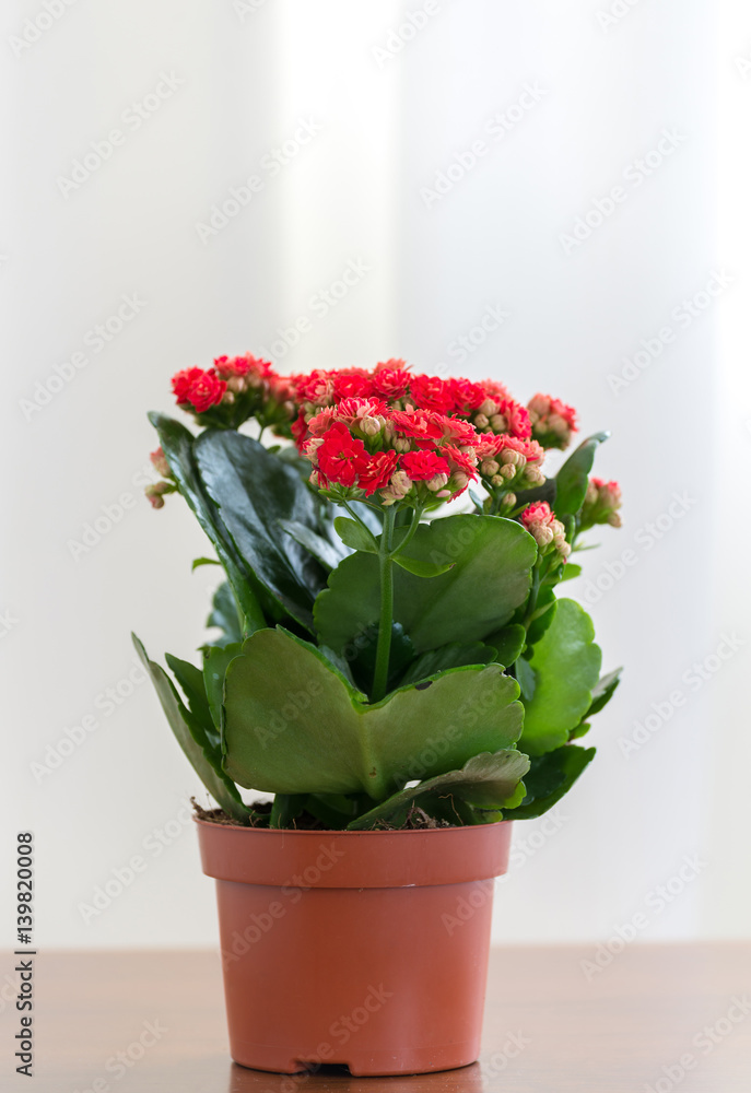 Red flowering Kalanchoe in pot