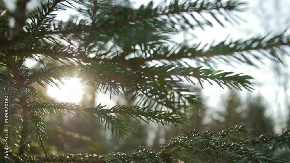 Sunset panoramic view of magical forest scene with play of sun through pine branch. Cinematic nature background with lens flare. Artistic glow effect. Slow motion.