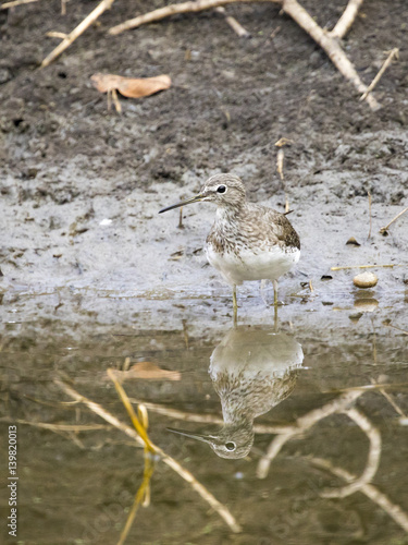 Image of bird are looking for food. Common Sandpiper (Actitis hypoleucos)  Wild Animals. photo