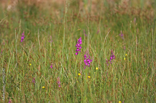 Sumpf-Knabenkraut
