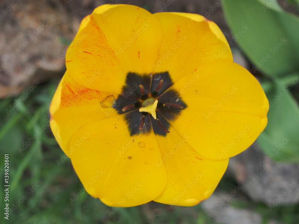 Yellow bud of a tulip. Yellow bud of a tulip.