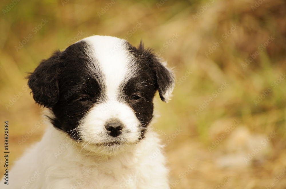 Puppy Puppy