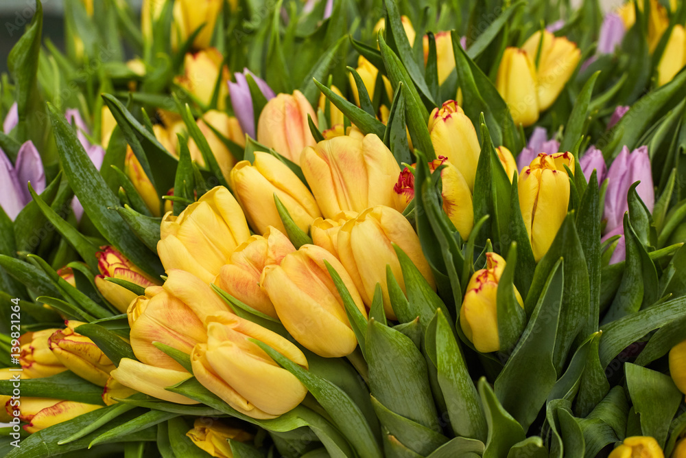 Spring background. Yellow and purple tulips Spring background. Yellow and purple tulips