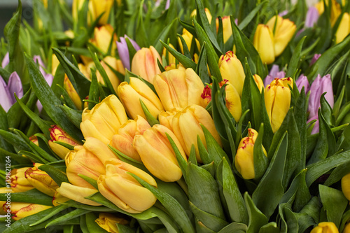 Spring background. Yellow and purple tulips