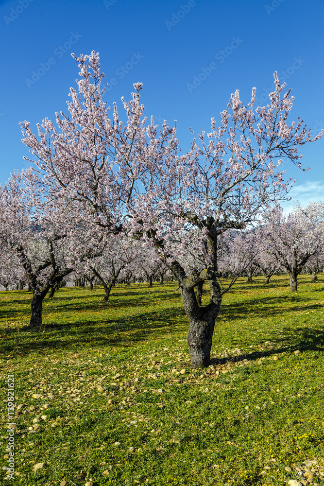 Beautiful blossoming cherry-tree garden in rural countryside