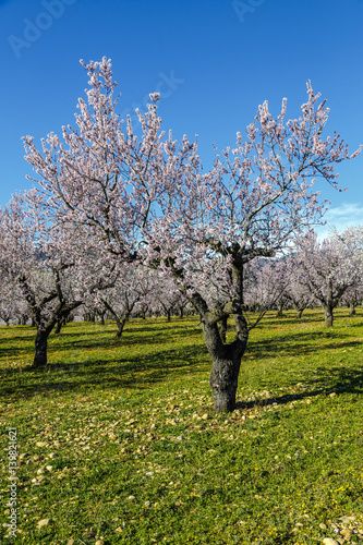 Beautiful blossoming cherry-tree garden in rural countryside