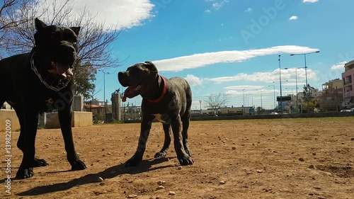 Happy and healthy playful dogs cane corso outside at a park.
