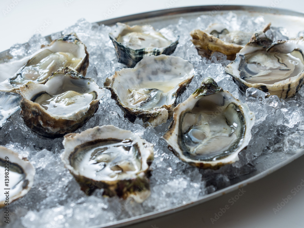 Oyster Oyster