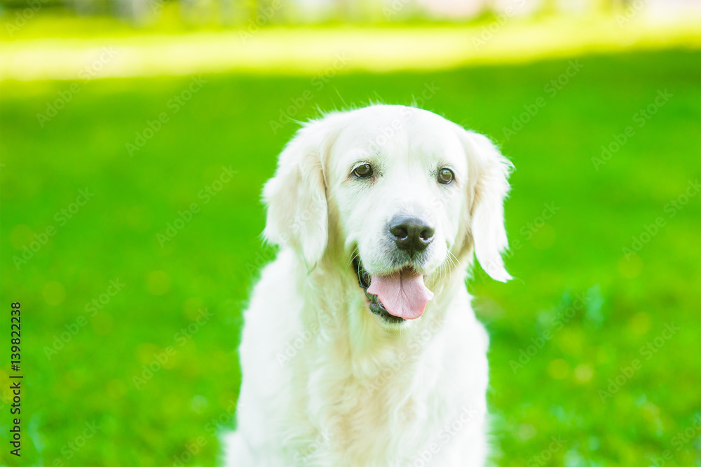 Portrait of golden retriever on the green grass Portrait of golden retriever on the green grass