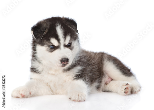 Fototapeta Naklejka Na Ścianę i Meble -  Siberian Husky puppy. isolated on white background