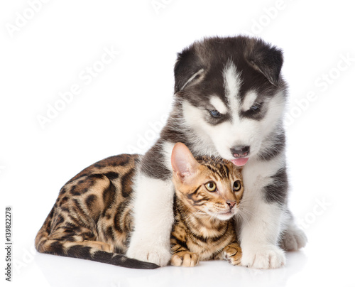 Siberian Husky puppy embracing bengal kitten. isolated on white background