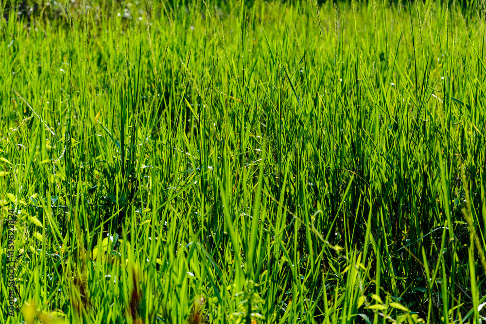 grass pattern nature grass pattern nature