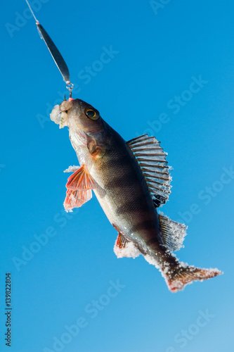 Perch fish hanging from a hook against a blue sky background