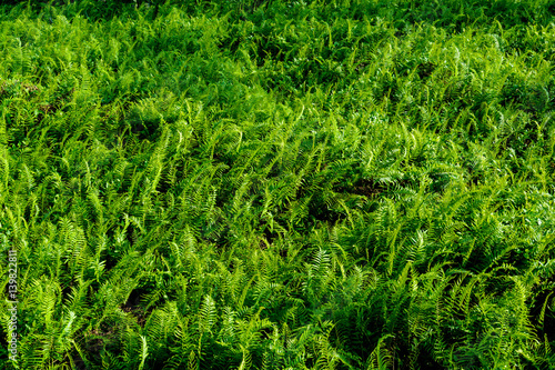 fern leaf pattern nature