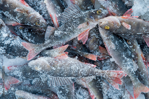 Pile of freshly caught frozen perch fish covered with snow and ice crystals