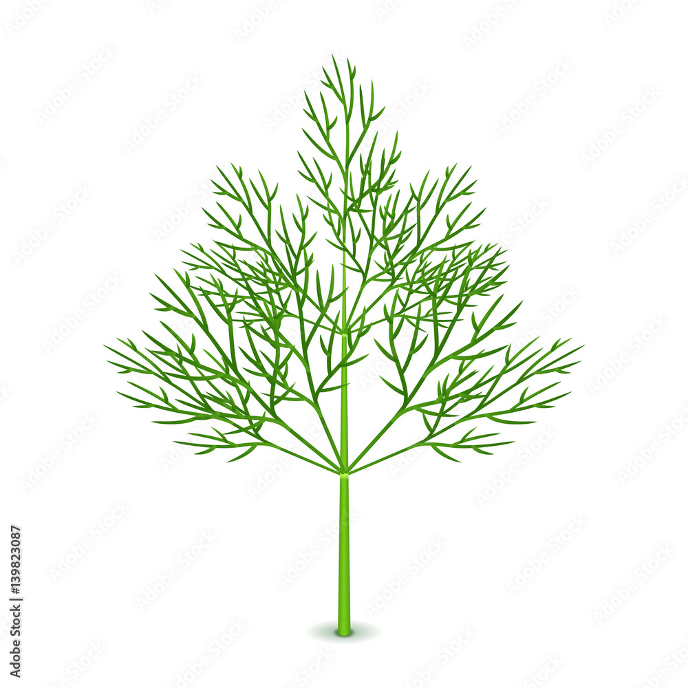 Fototapeta premium Fresh dill isolated on white vector