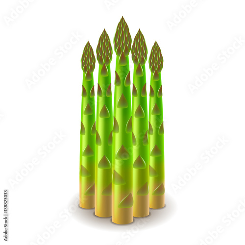 Fresh asparagus isolated on white vector
