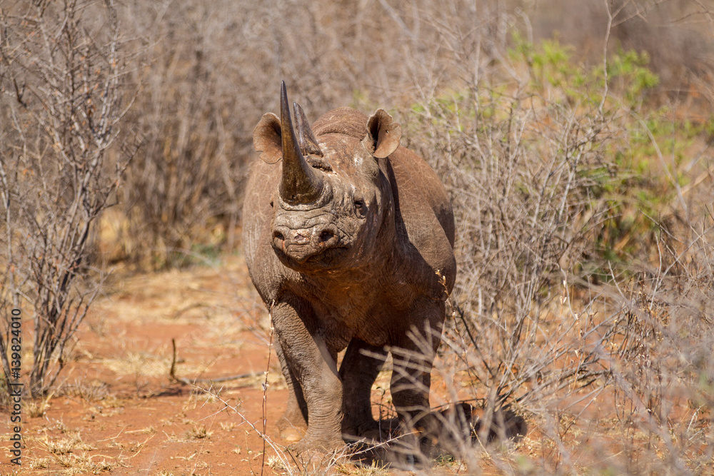 Fototapeta premium Black Rhinoceros