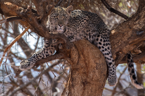 Leopard Female cub in a tree