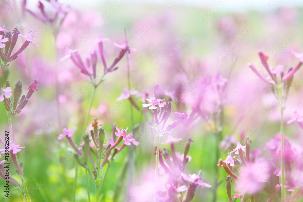 abstract dreamy photo of spring wildflowers abstract dreamy photo of spring wildflowers