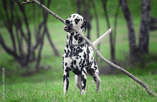 Active cute dalmatian running on green meadow.