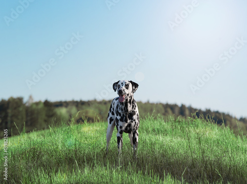 Active cute dalmatian staying on green meadow.