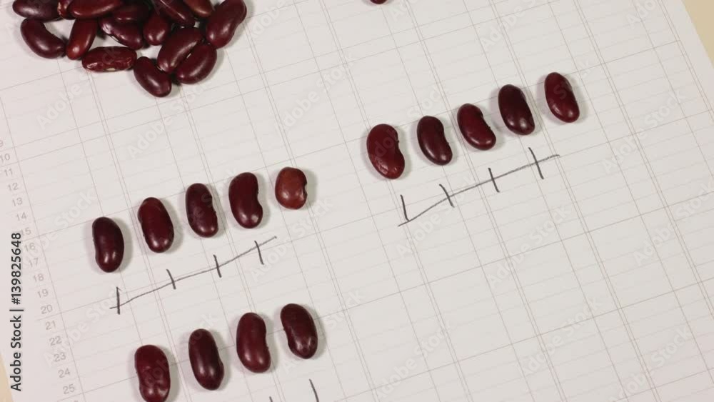 Accountant bean counters. Stop motion animation of counting beans in