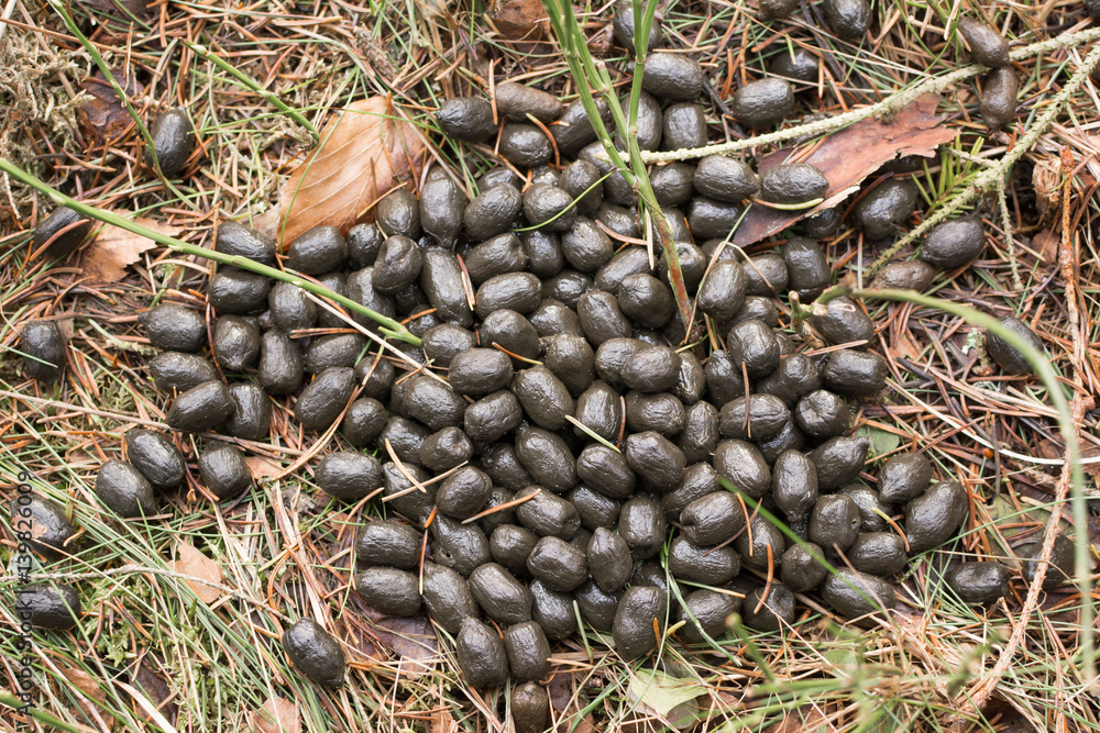 Obraz premium Świeże odchody sarny europejskiej (capreolus capreolus) w lasach.