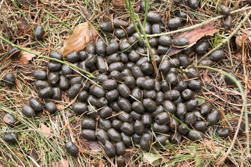 Fotobehang Ree Sporen van ree in herfstbos  © Agata Kowalczyk