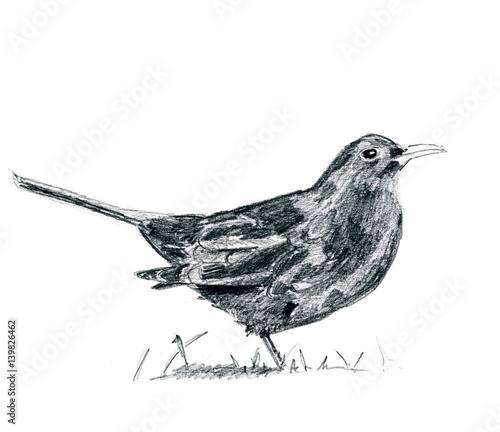 Pencil drawing blackbird