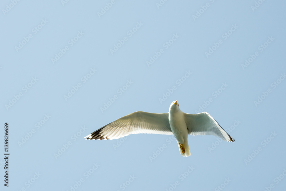 Flying seagull with blue sky in the background. Flying seagull with blue sky in the background.