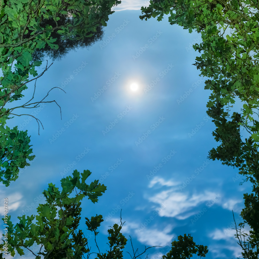 Obraz premium Moon through tree leaves